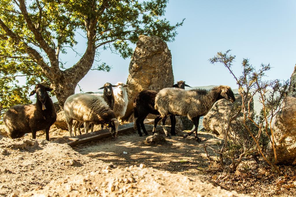 La Taverna Dei Briganti Cotronei Ngoại thất bức ảnh